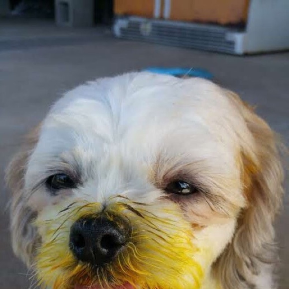 Hi! I’m Chewie!